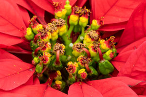 Longwood Gardens Christmas Trek, Rescheduling TBA - Image 16