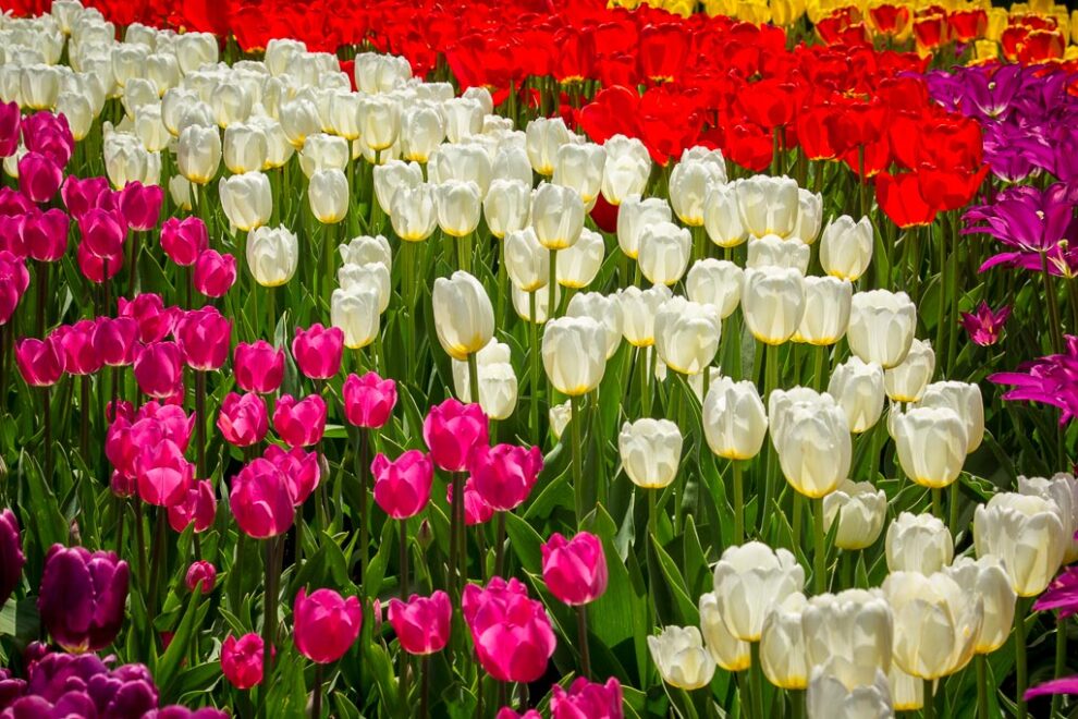 Spring Blooms Photo Trek-Date Change!!!