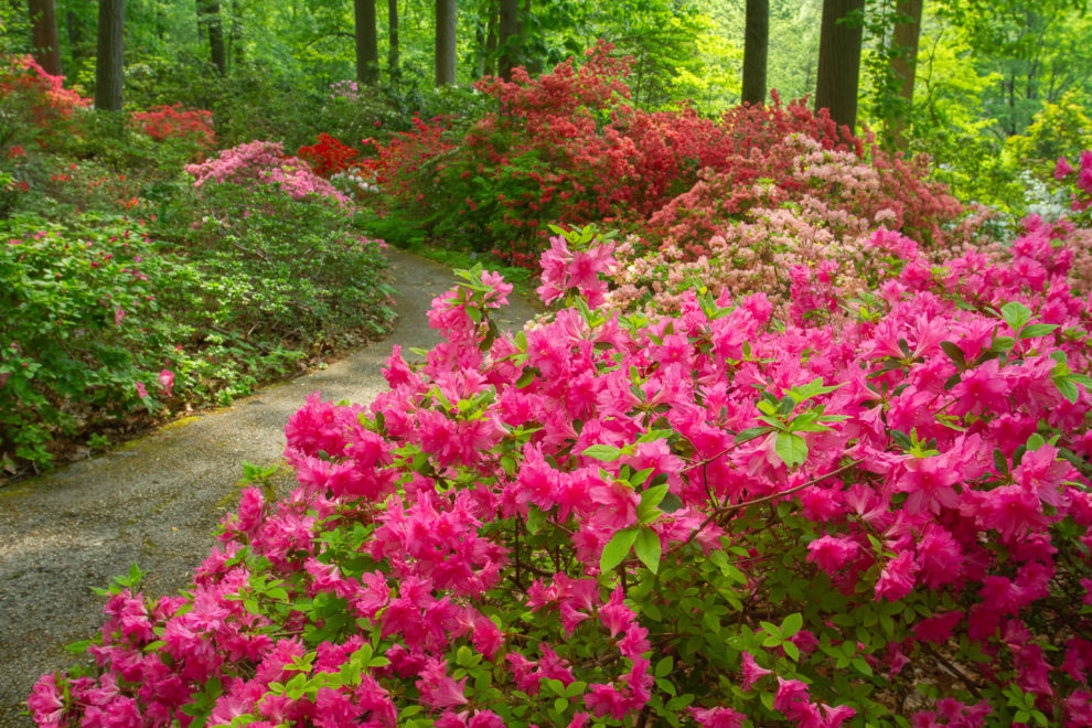 Jenkins Arboretum