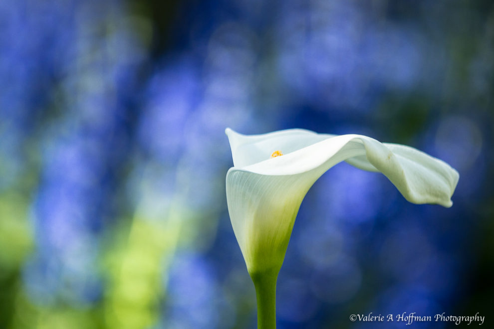 Creative Photography Workshop at Longwood Gardens