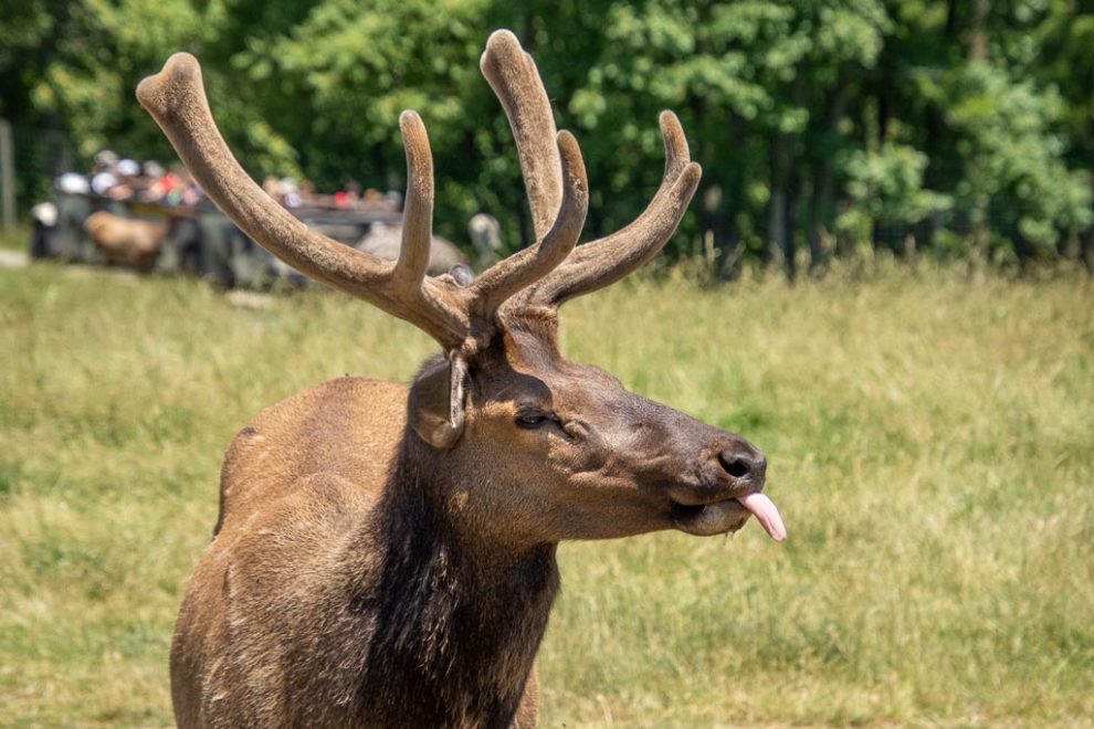 Lake Tobias Wildlife Safari