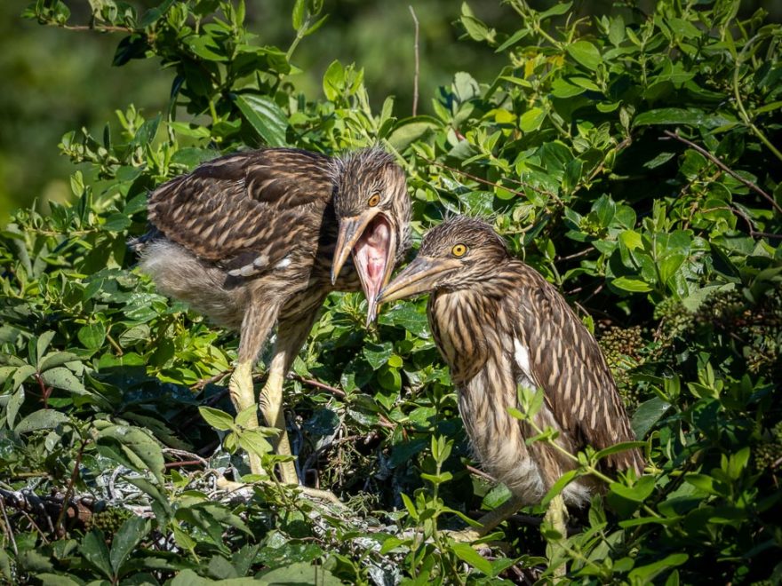 Birds and Bugs Photo Walk – Full Day of Photography At the Jersey Shore