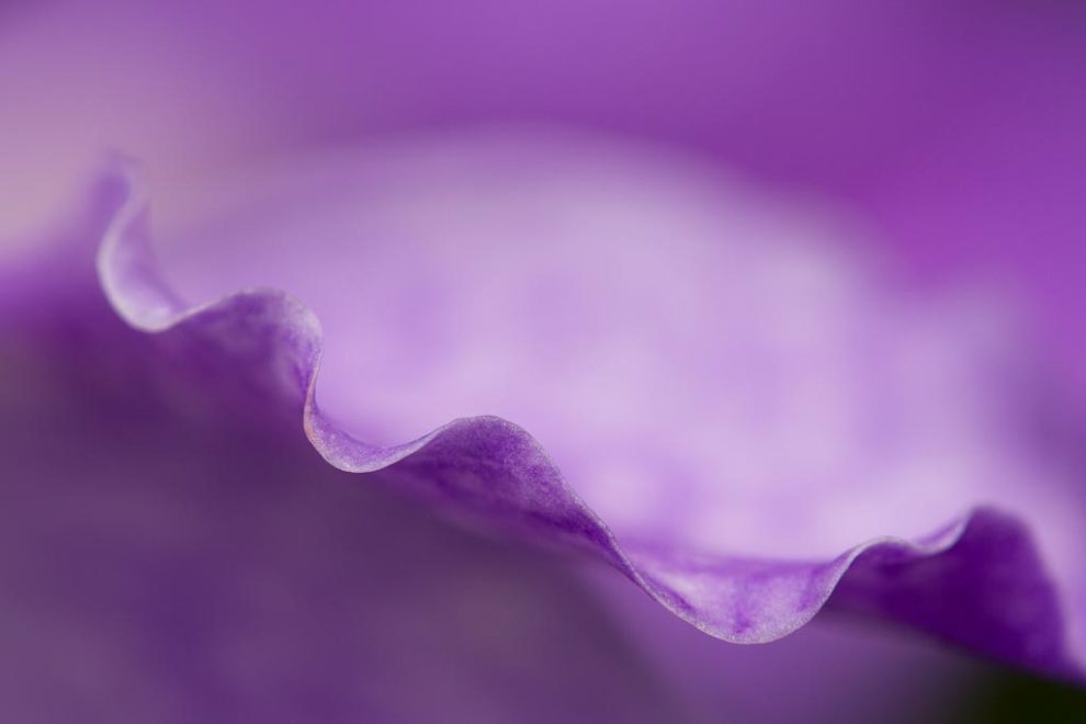 Understanding Aperture and How To Use It Creatively