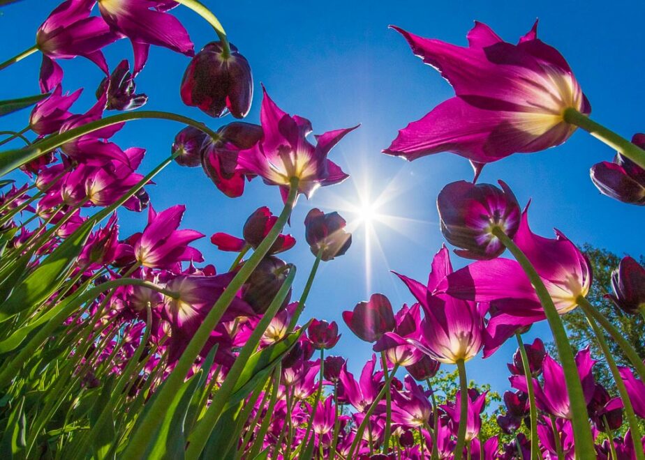 Using Lenses Creatively @ Longwood Gardens