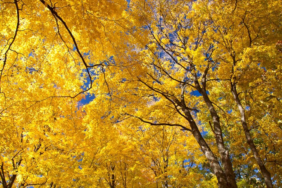 Autumn Nature Photography @ Longwood Gardens Abbondi Property