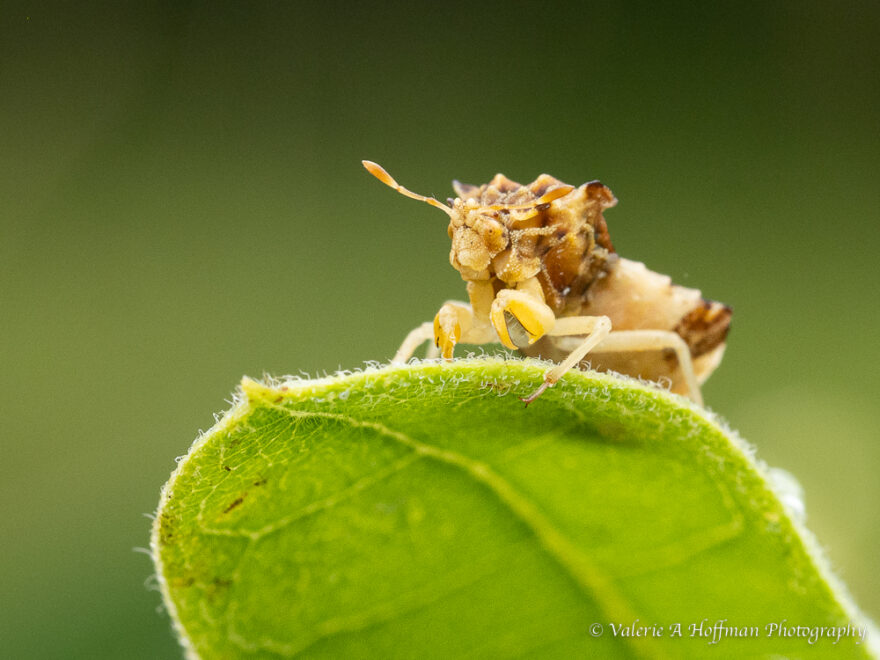 Macro Photography at Crow’s Nest Preserve