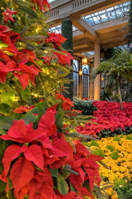 A Longwood Christmas-After Hours!