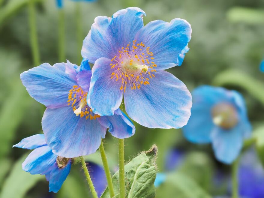 Capturing Blue Poppies-Creative Photography workshop