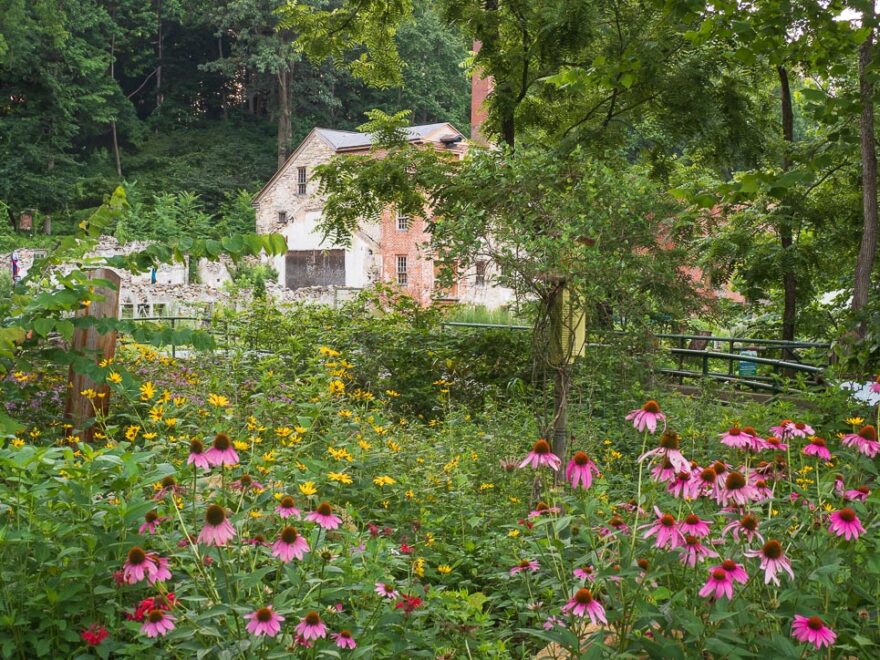 Creative Flower and Insect Photography at Bondsville Mill Historic Park